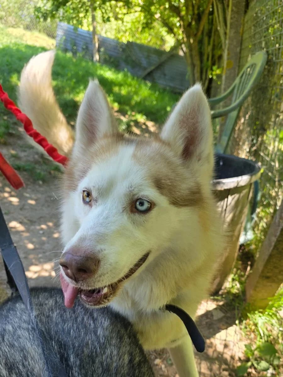 Laiko, male Husky for adoption at SPA de l