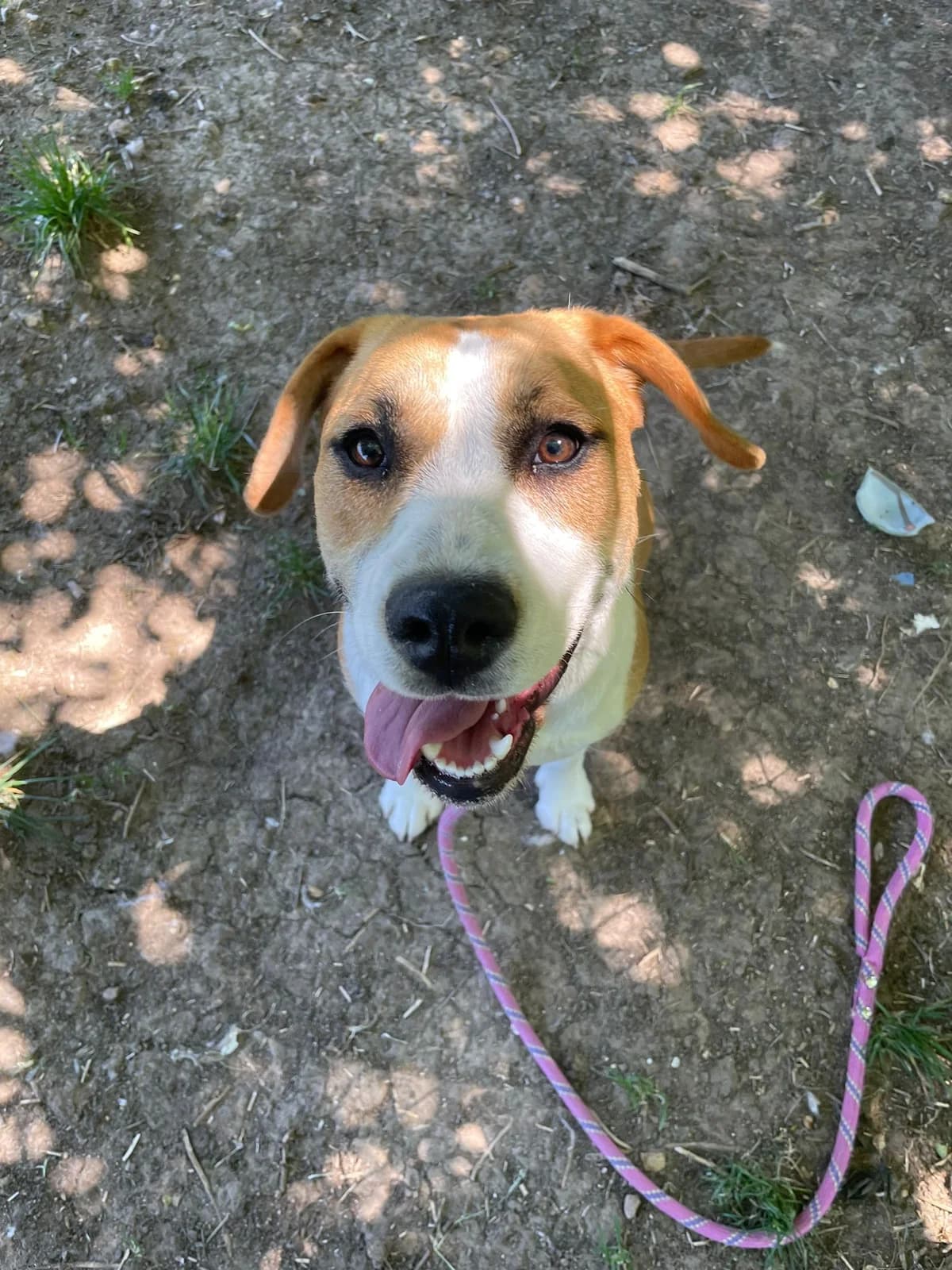Noisette, female Beagle for adoption at SPA de l