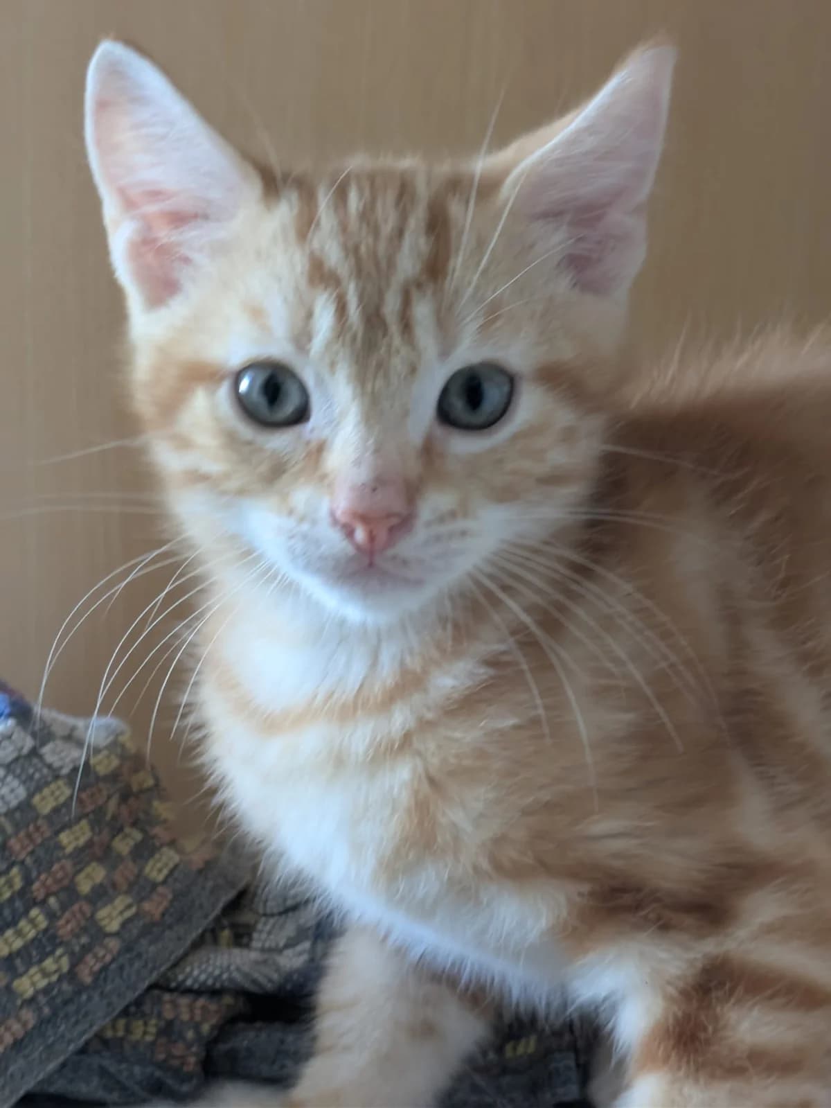 Yoda, male European Shorthair for adoption at SPA de l