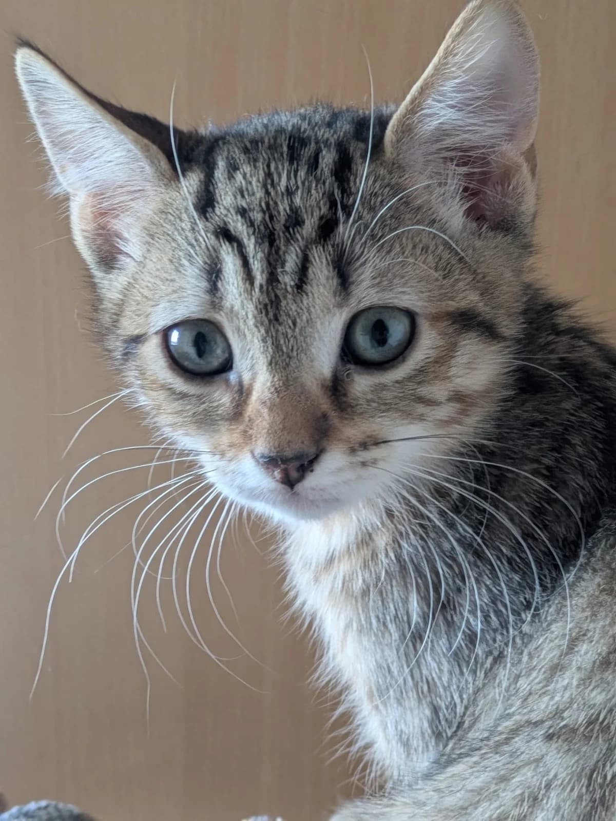 Yaddle, female European Shorthair for adoption at SPA de l