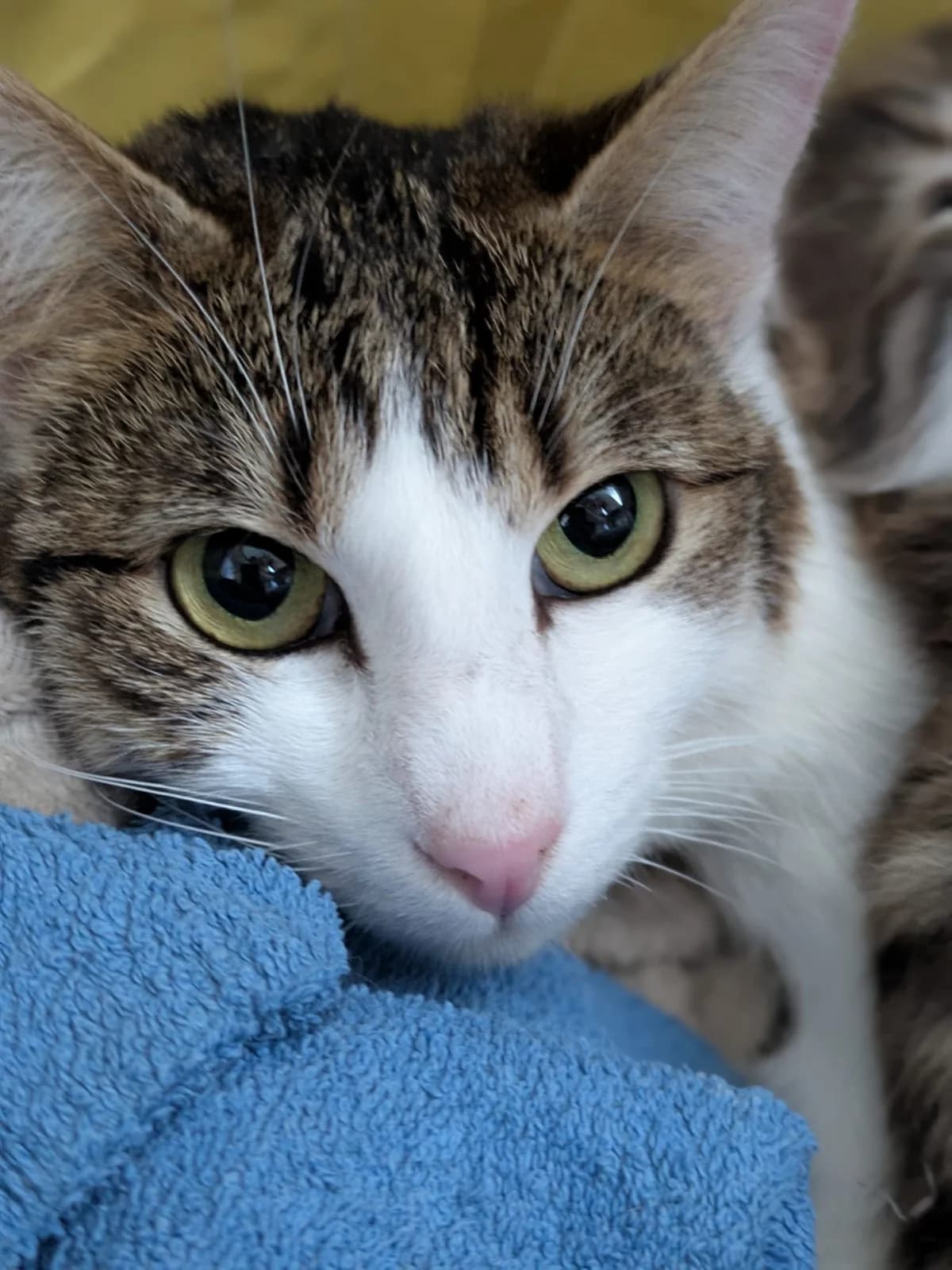 Padmé, female European Shorthair for adoption at SPA de l