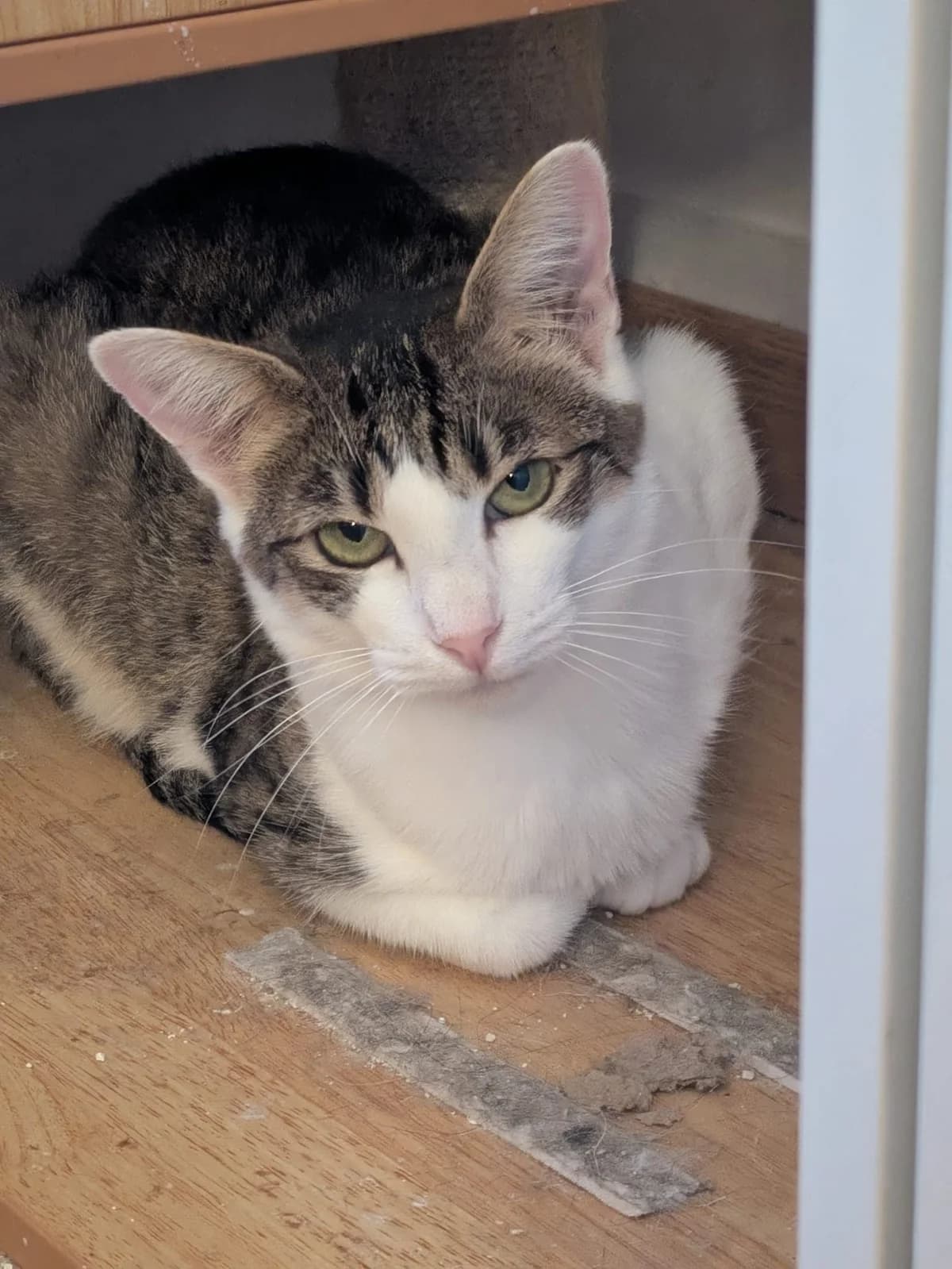 Padmé, female European Shorthair for adoption at SPA de l