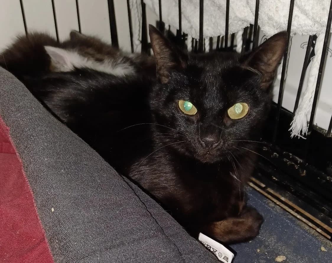 Betty, female European Shorthair for adoption at SPA de l