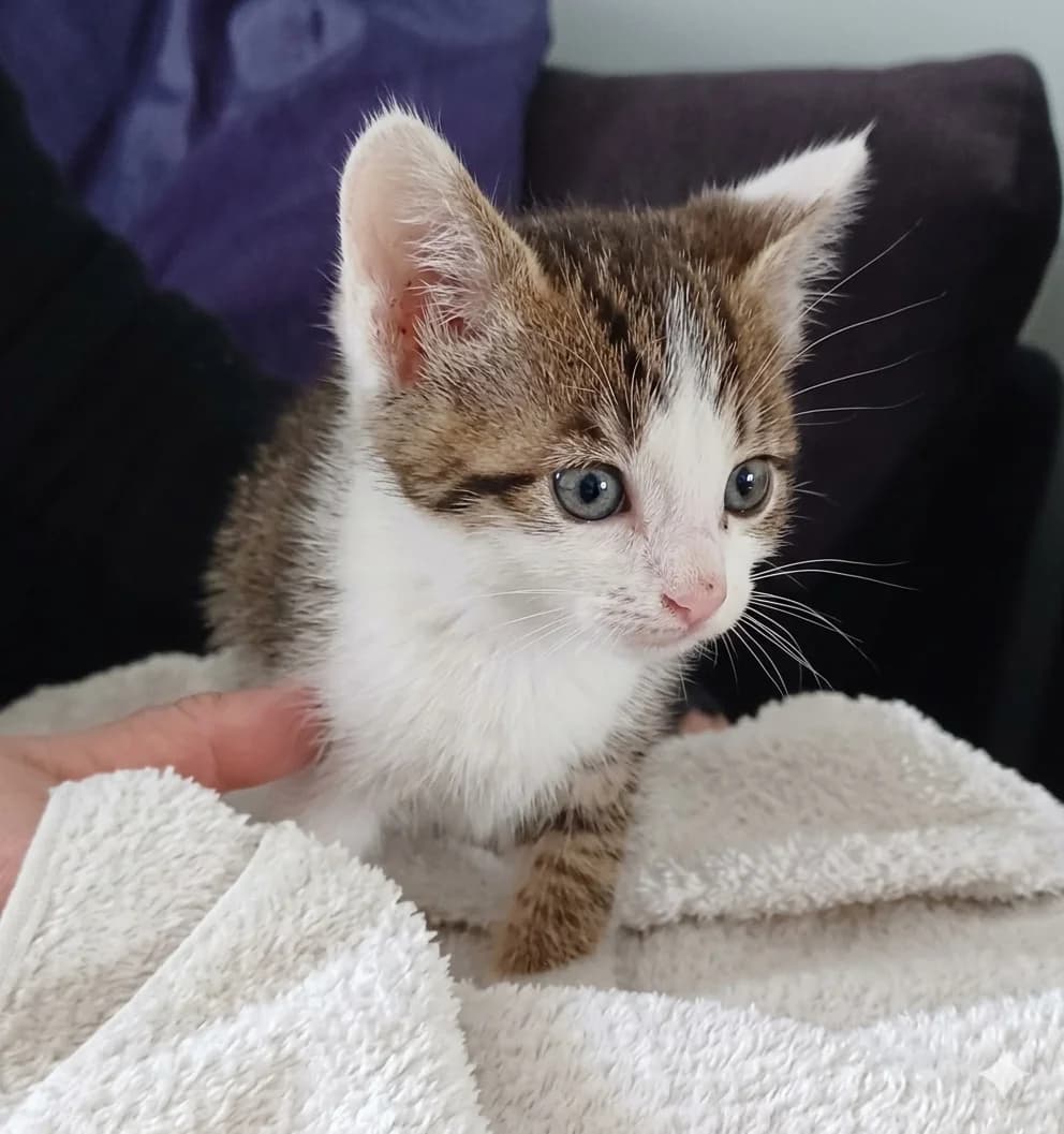 Byron, male European Shorthair for adoption at SPA de l