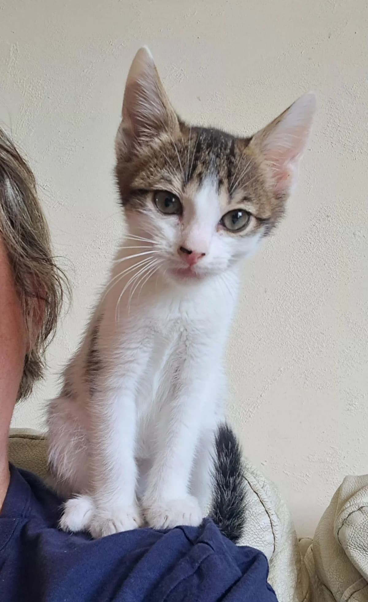 Berlioz, male puppy European Shorthair for adoption at SPA de l