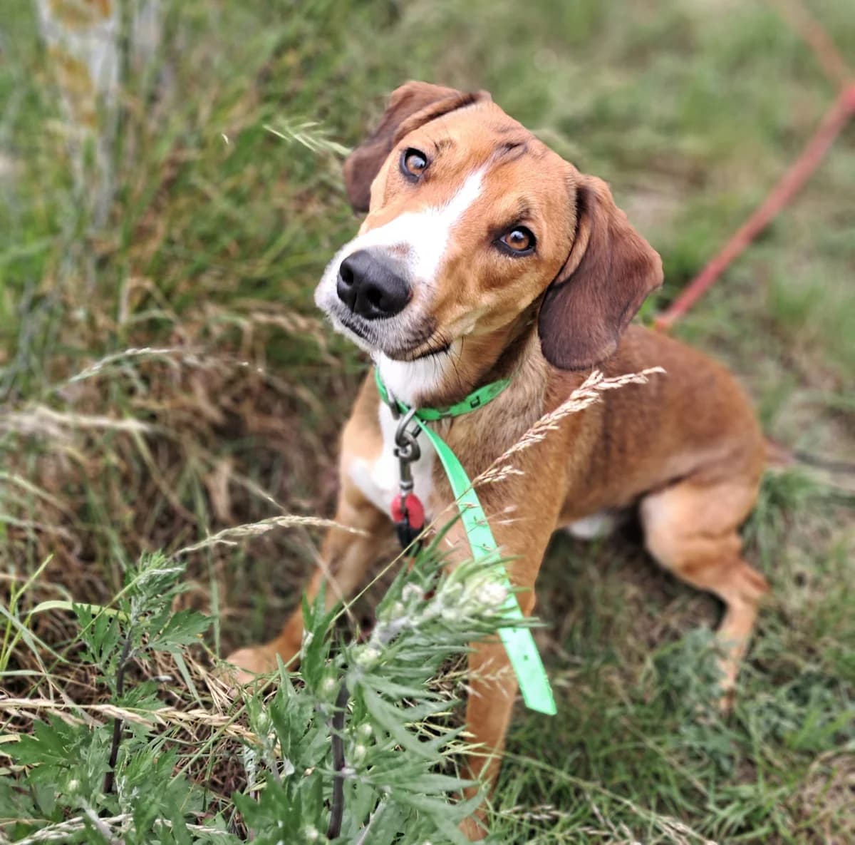 Paco, male Beagle for adoption at SPA de l