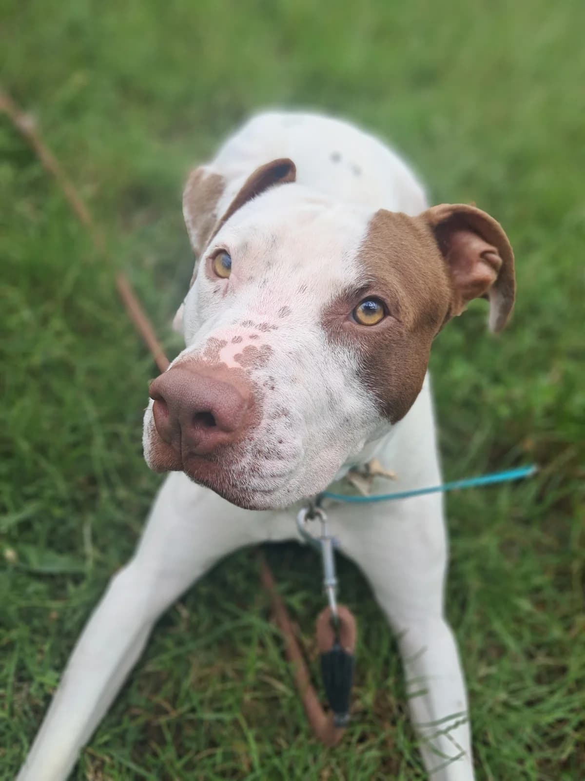 Alf, male American Bully for adoption at SPA de l