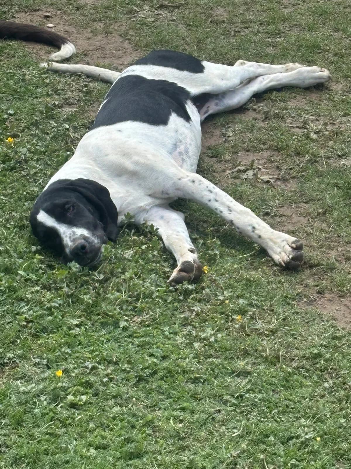Alpha, male Beagle for adoption at SPA de l