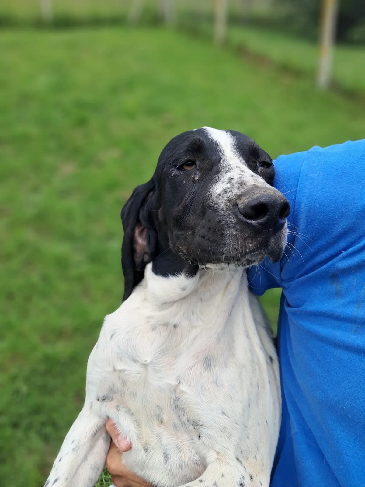 Aïka, female Beagle for adoption at SPA de l