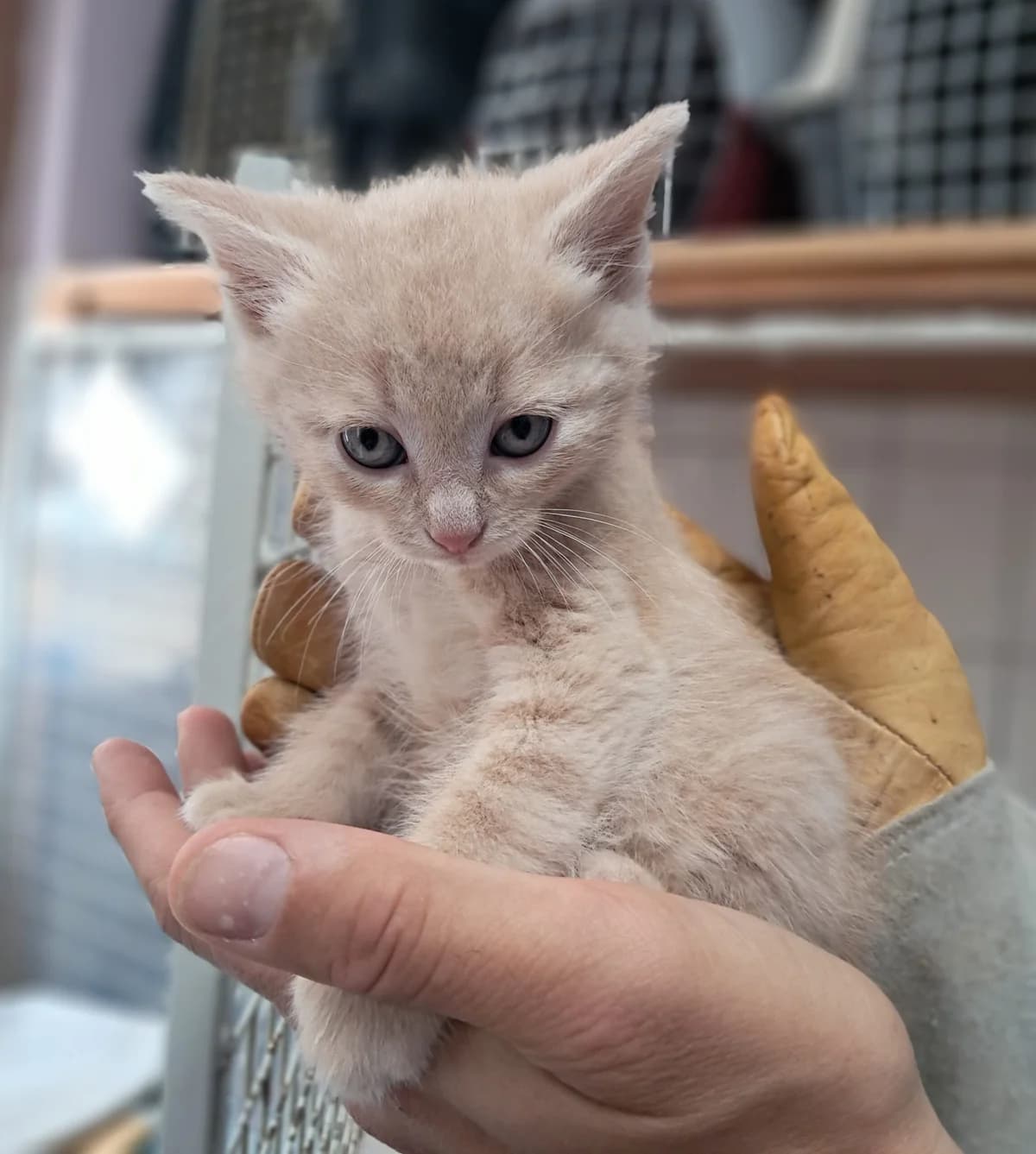 Peatch, female European Shorthair for adoption at SPA de l