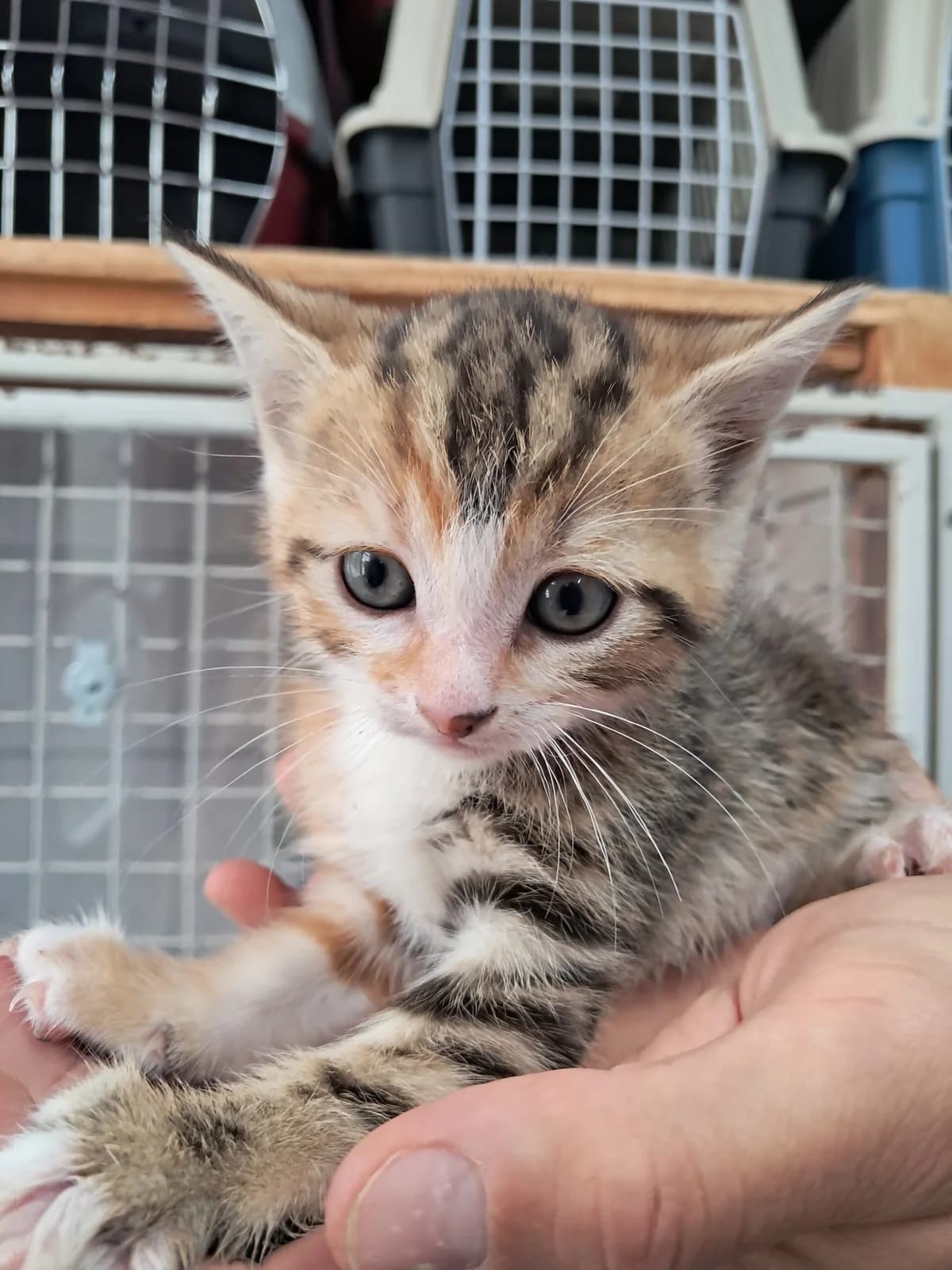 Daisy rdv prévue, female European Shorthair for adoption at SPA de l