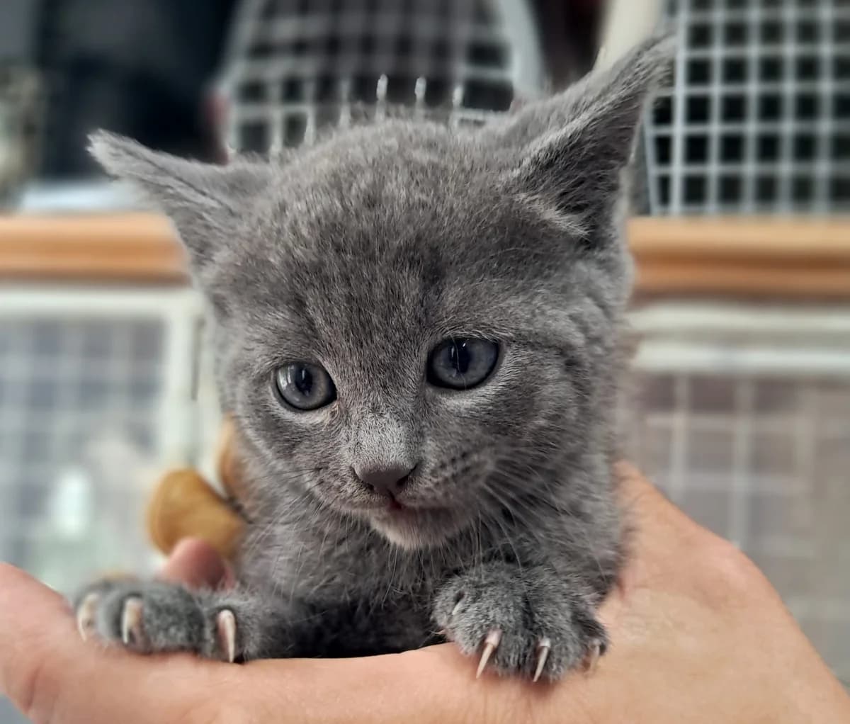 Bowser rdv déjà prévu, male European Shorthair for adoption at SPA de l