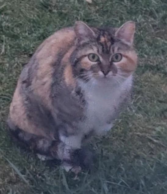 Yosha, female European Shorthair for adoption at SPA de l