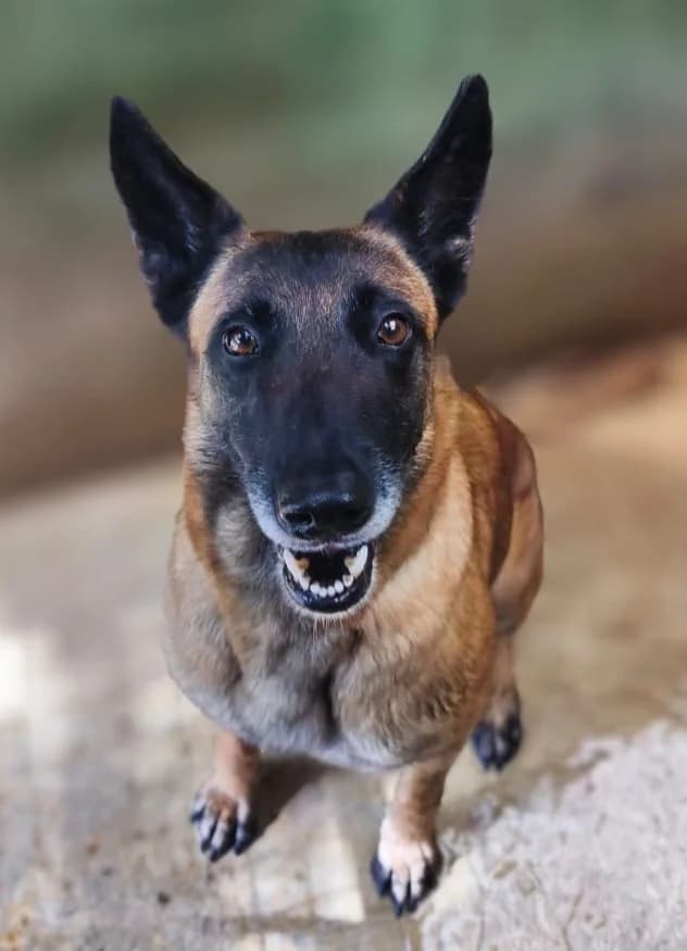 Ruby, female Belgian Malinois for adoption at SPA de l