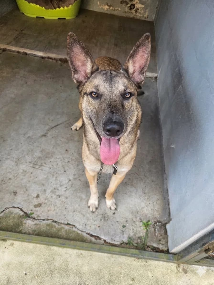 Balto, male Belgian Malinois for adoption at SPA de l