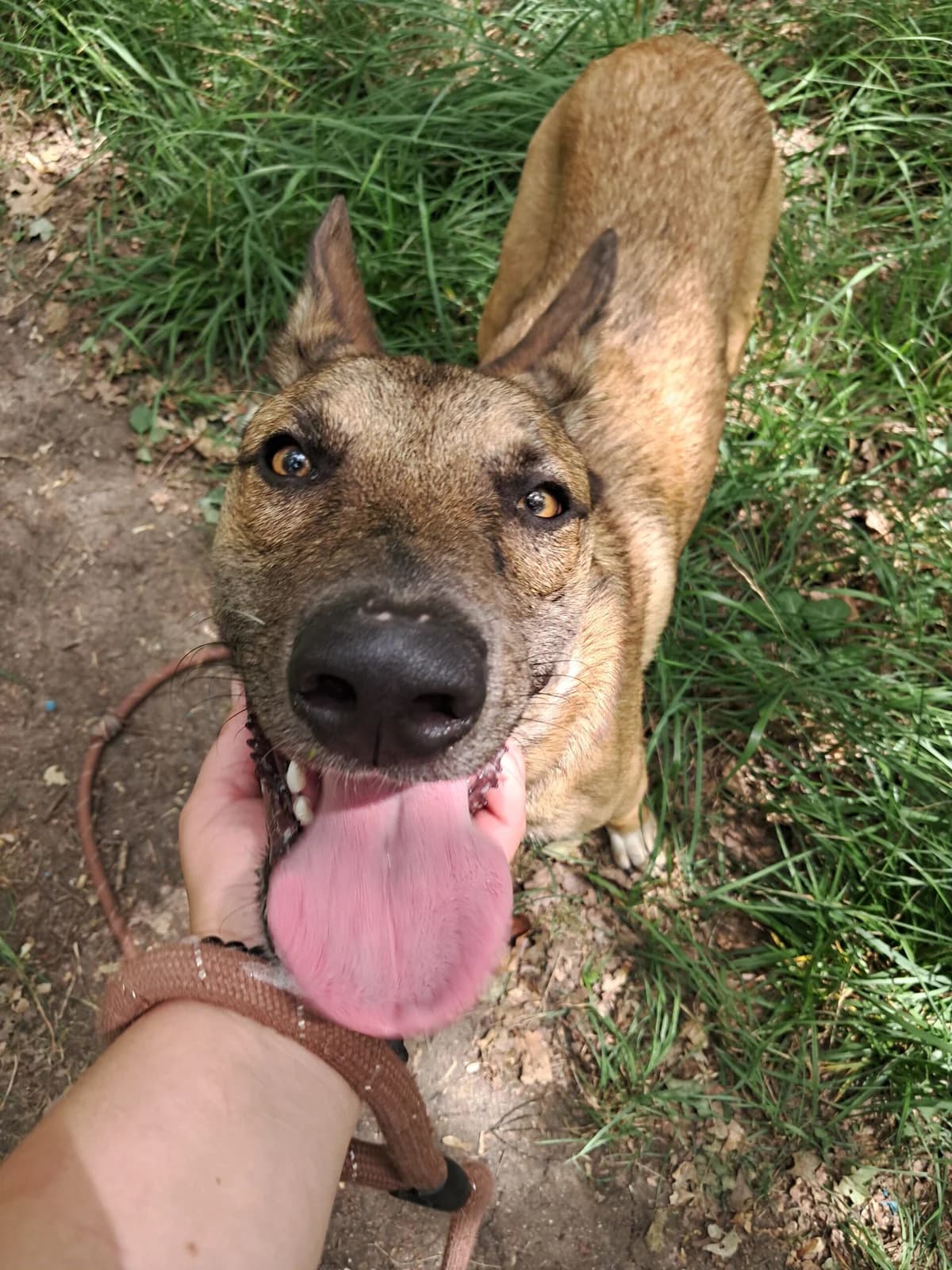 Balto, male Belgian Malinois for adoption at SPA de l