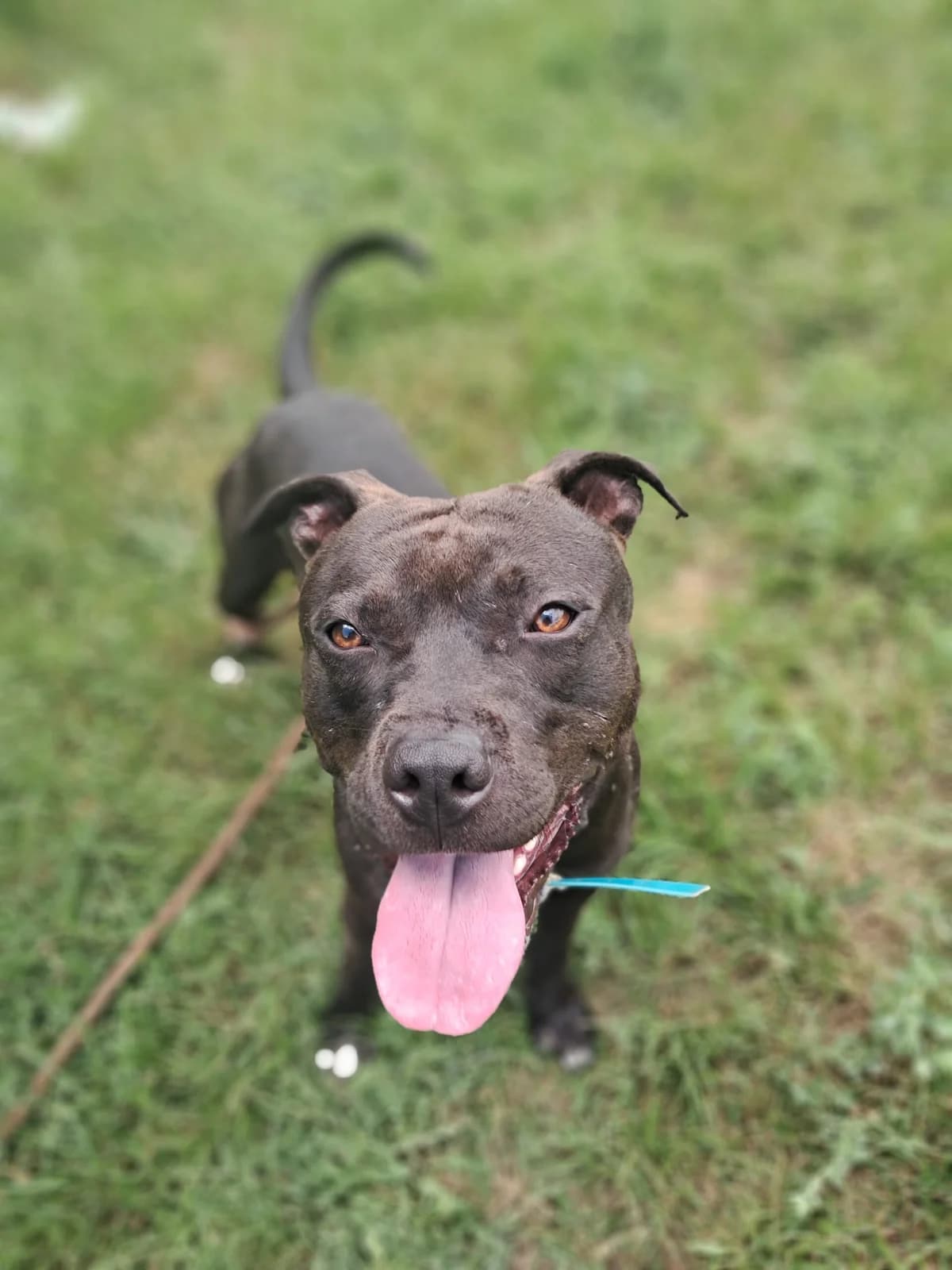 Ty, male mixed breed for adoption at SPA de l