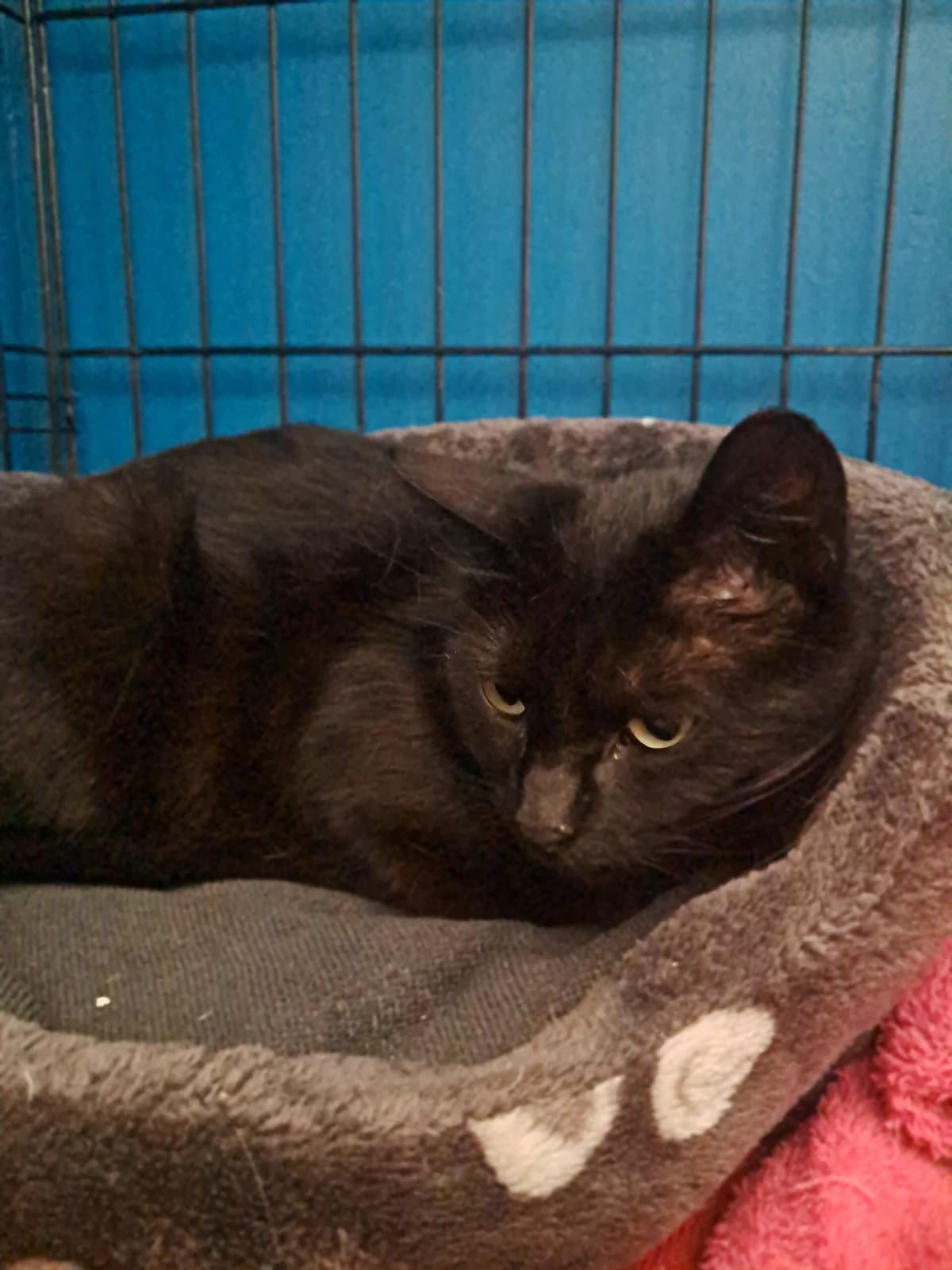 Olive, female European Shorthair for adoption at SPA de l