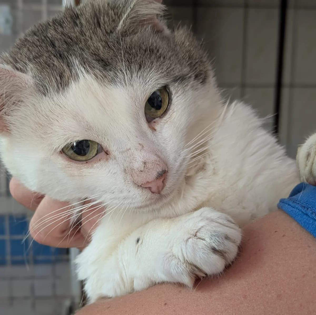M&M’S, male mixed breed for adoption at SPA de l