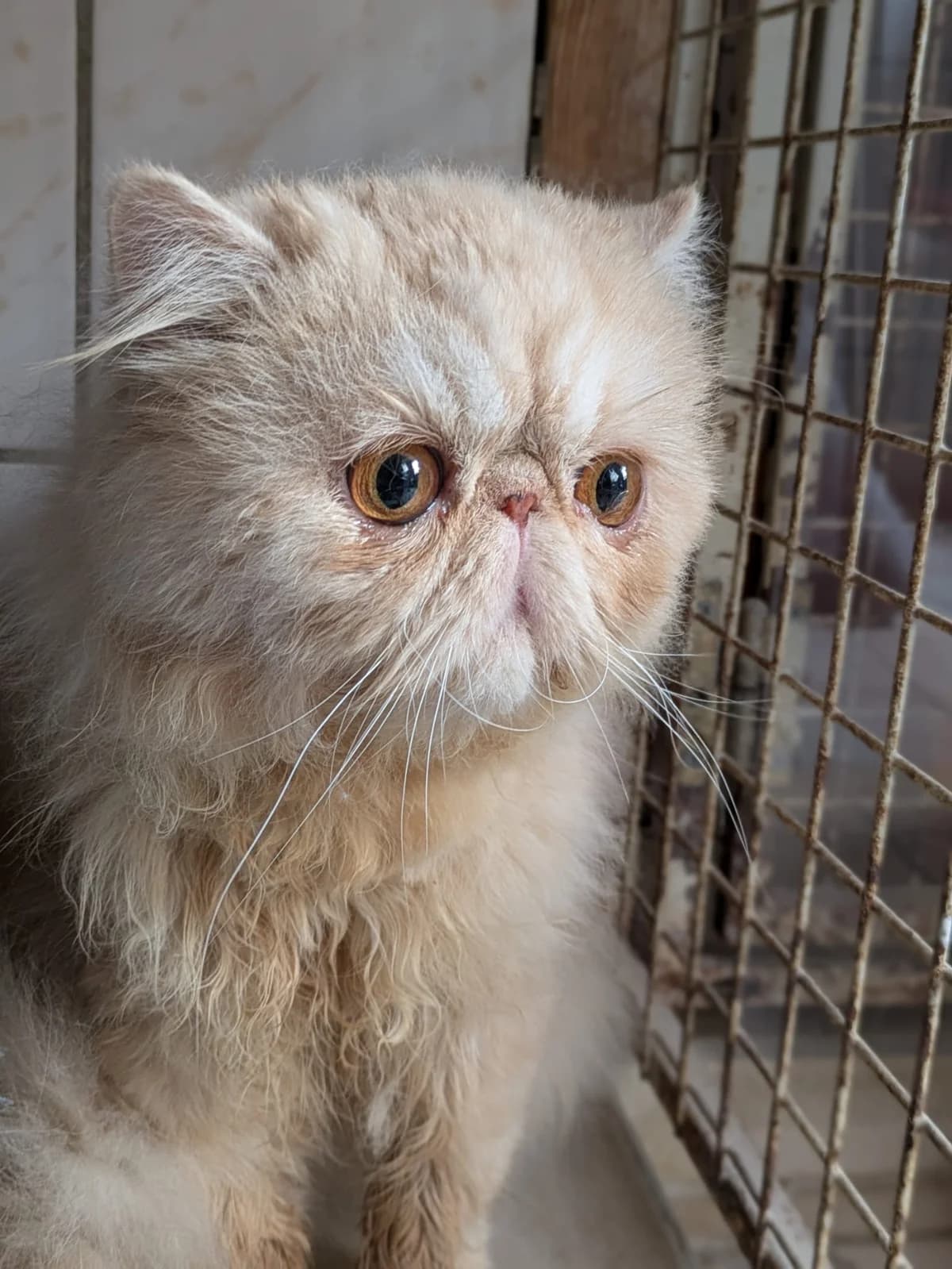 Tikehau, male Persian for adoption at SPA de l