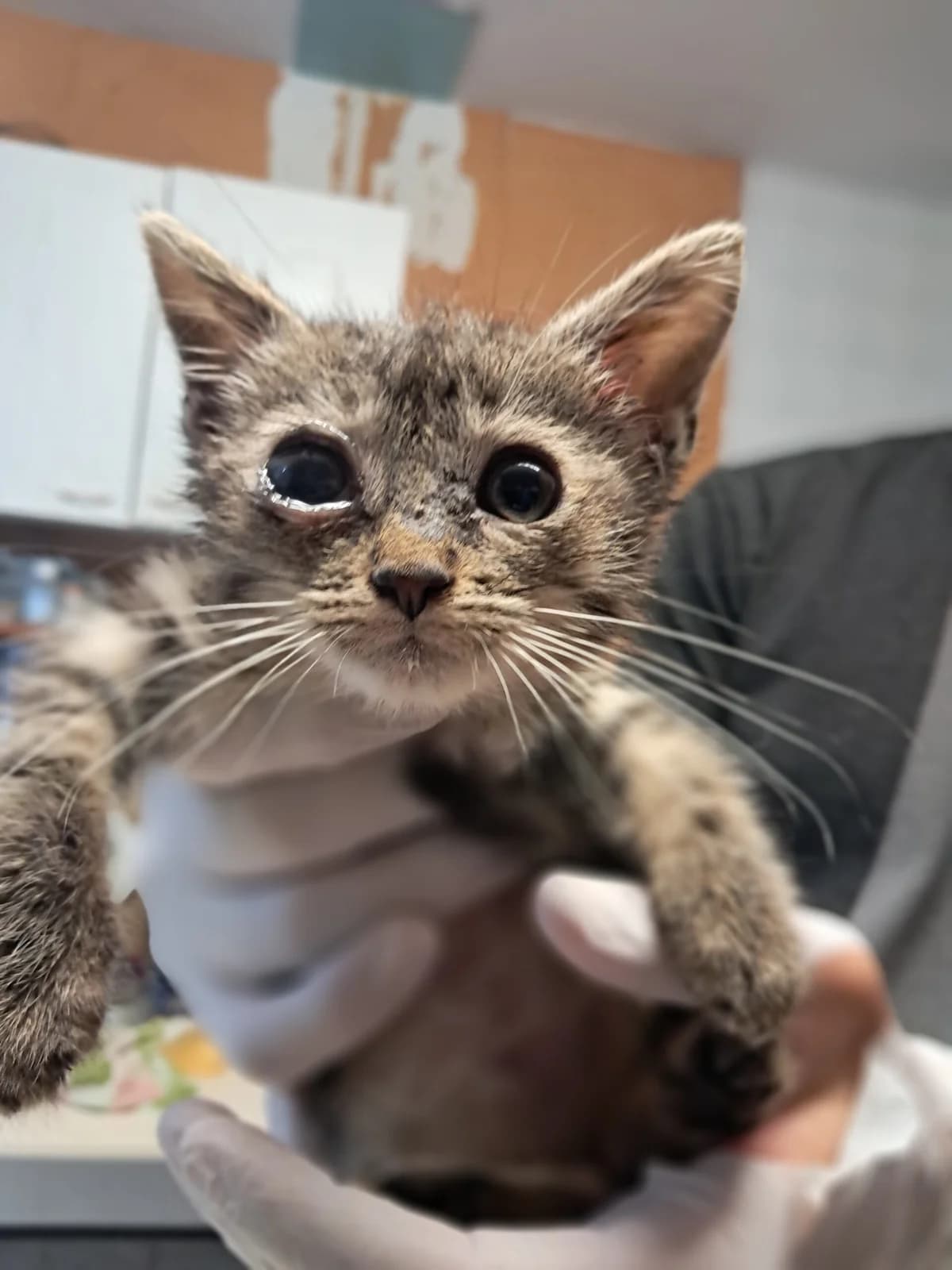 Drax, male puppy European Shorthair for adoption at SPA de l