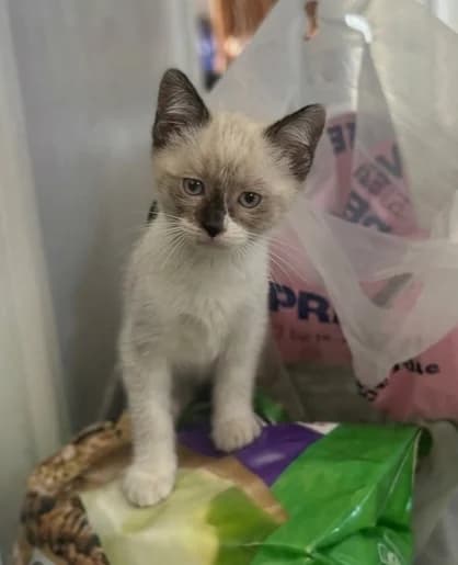 Imelda, female puppy European Shorthair for adoption at SPA de l