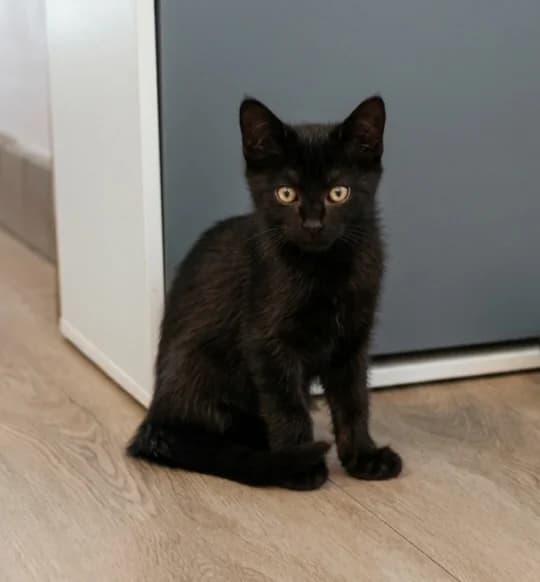 Rosita, female European Shorthair for adoption at SPA de l