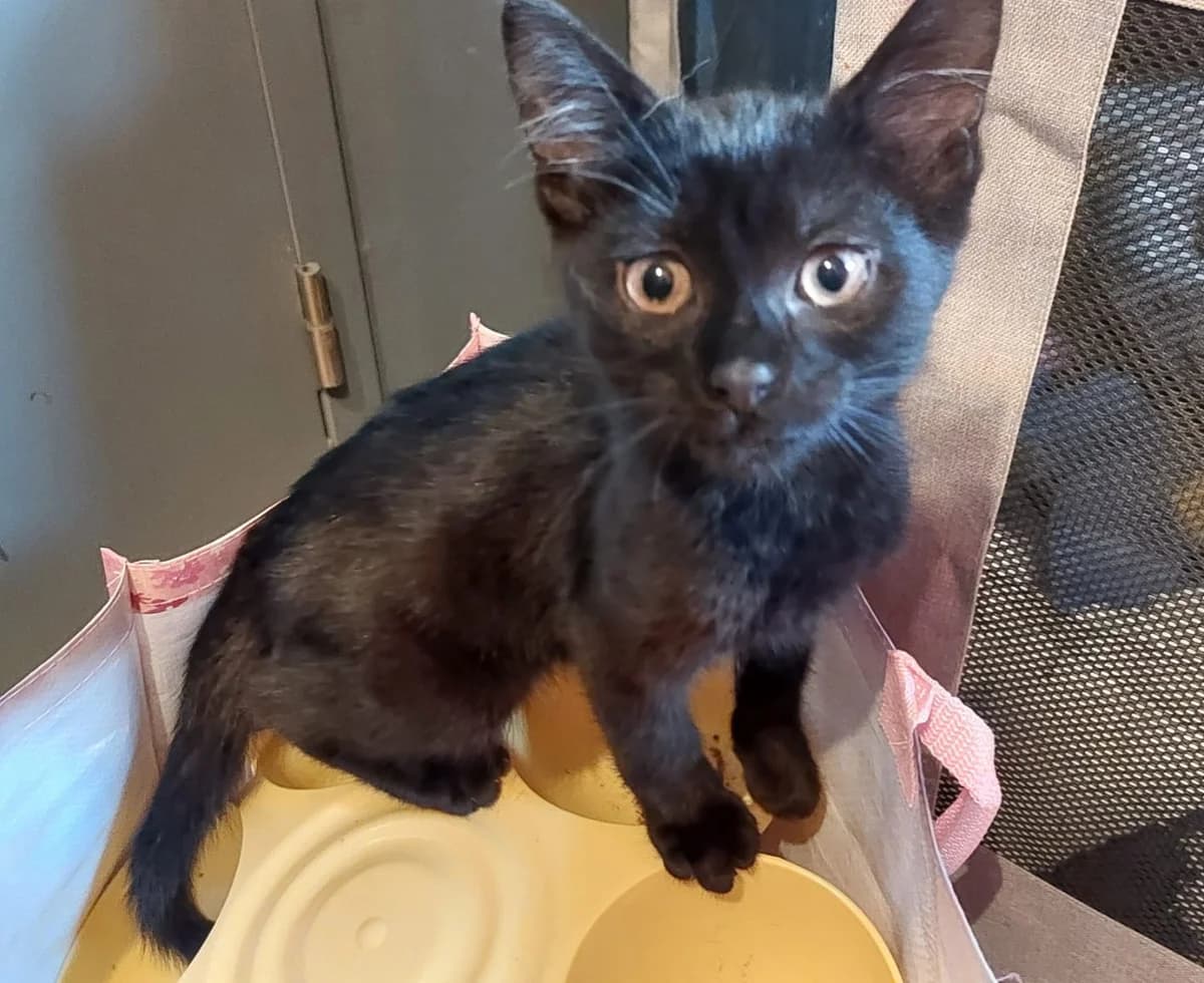 Ernesto, male European Shorthair for adoption at SPA de l