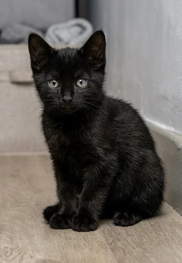 Pepita, female European Shorthair for adoption at SPA de l