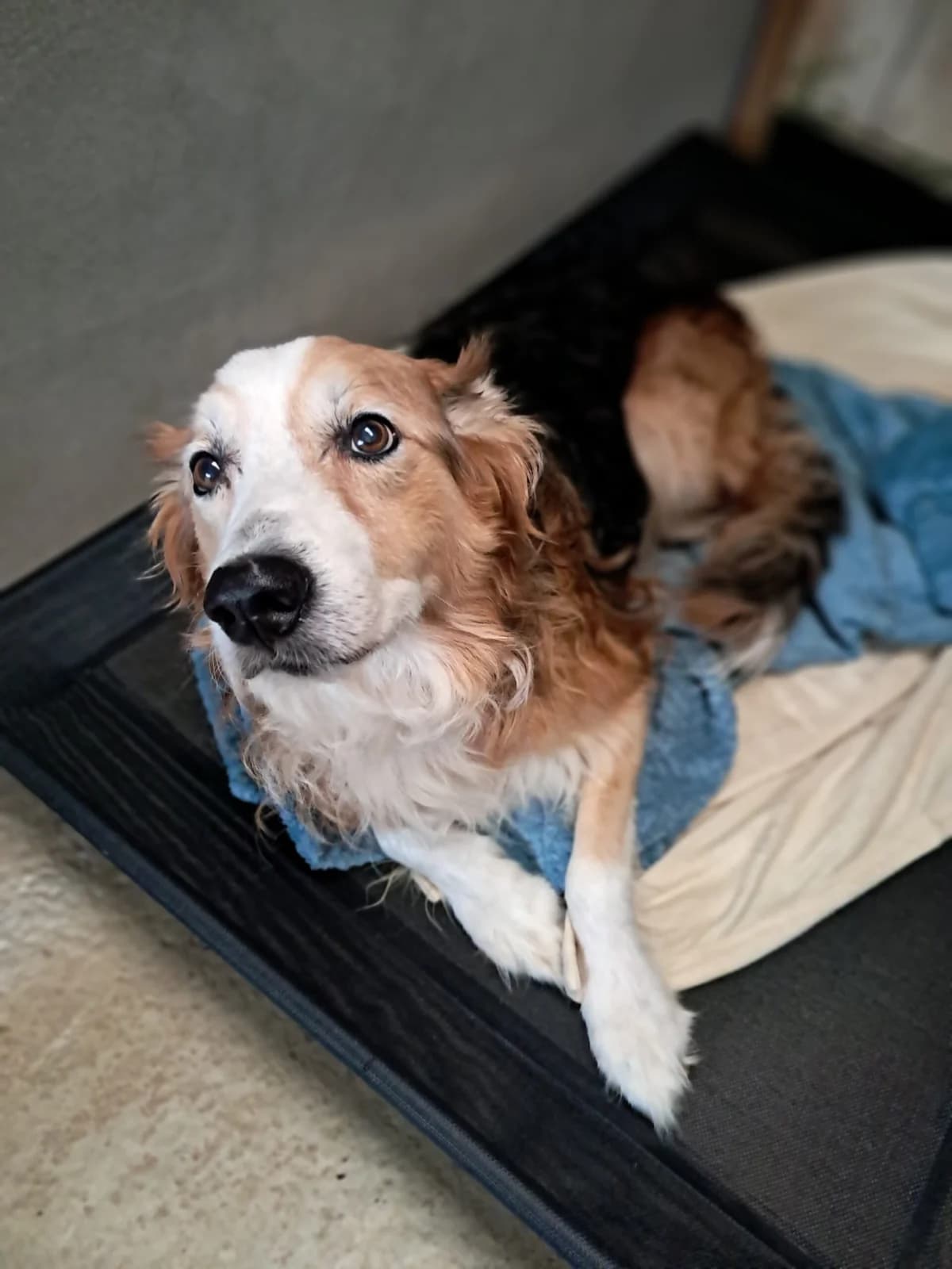Joss, male senior Border Collie for adoption at SPA de l