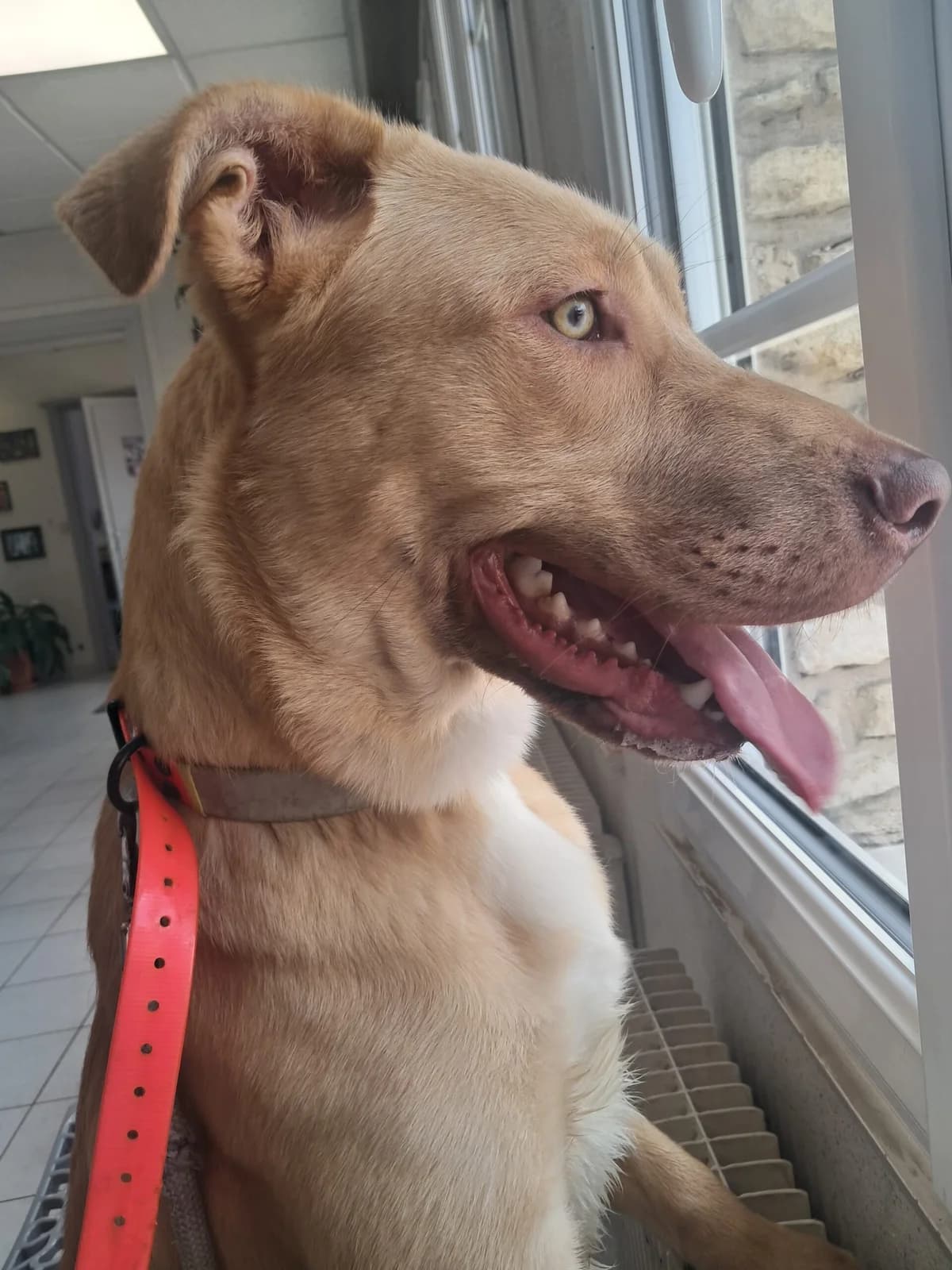 Sunny, male Labrador Retriever for adoption at SPA de l