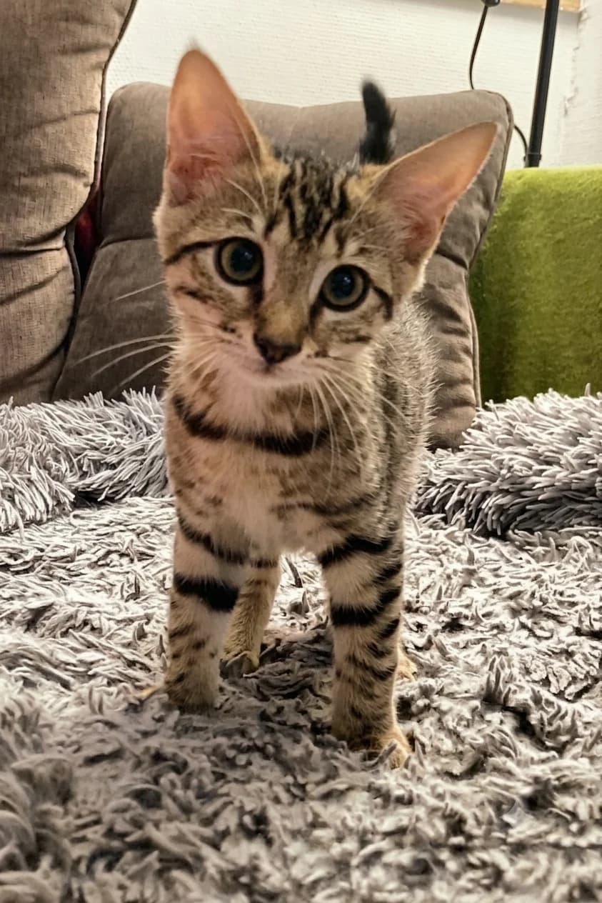 Éwoi, female European Shorthair for adoption at SPA de l