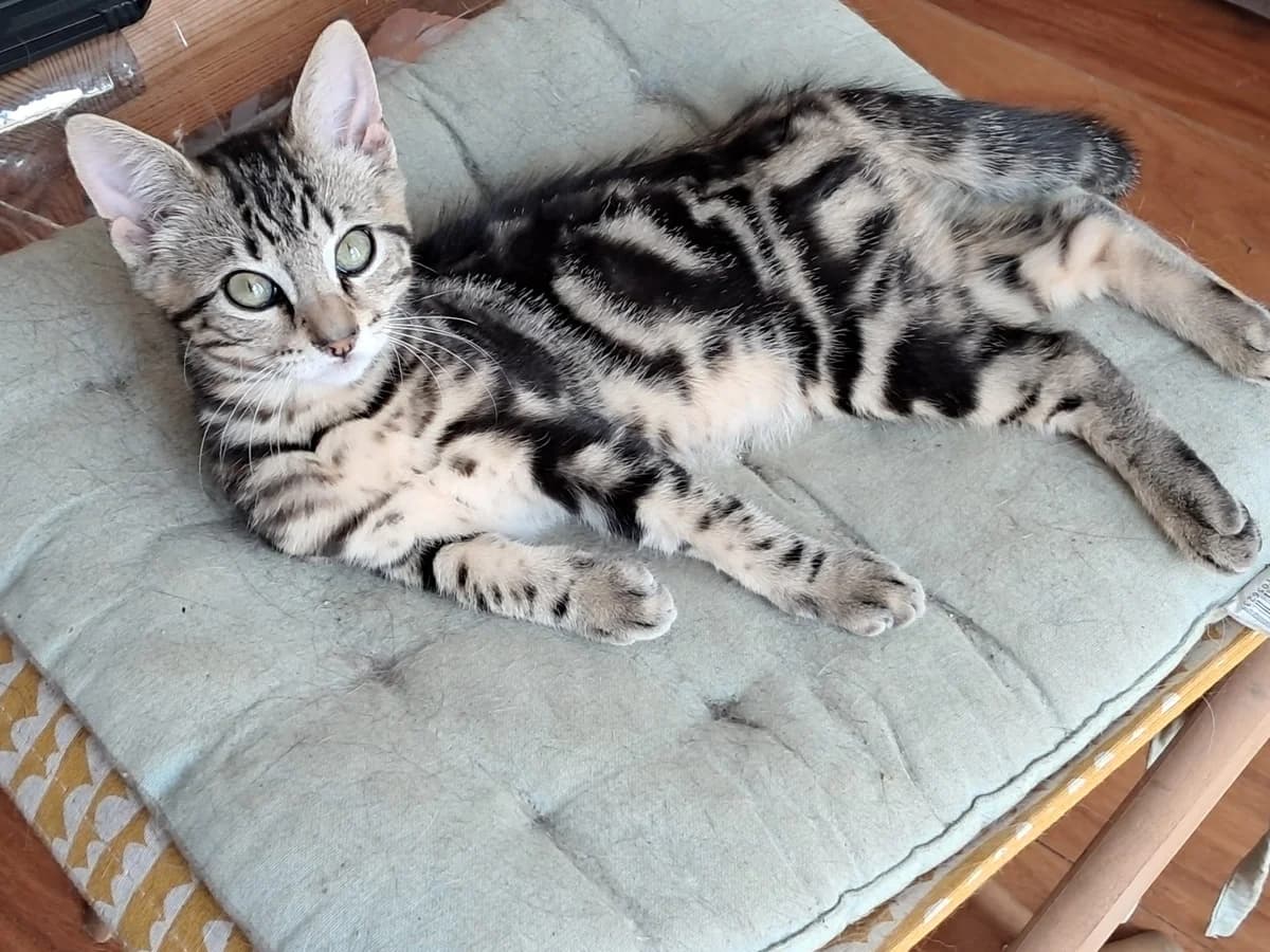 Éthan, male puppy European Shorthair for adoption at SPA de l
