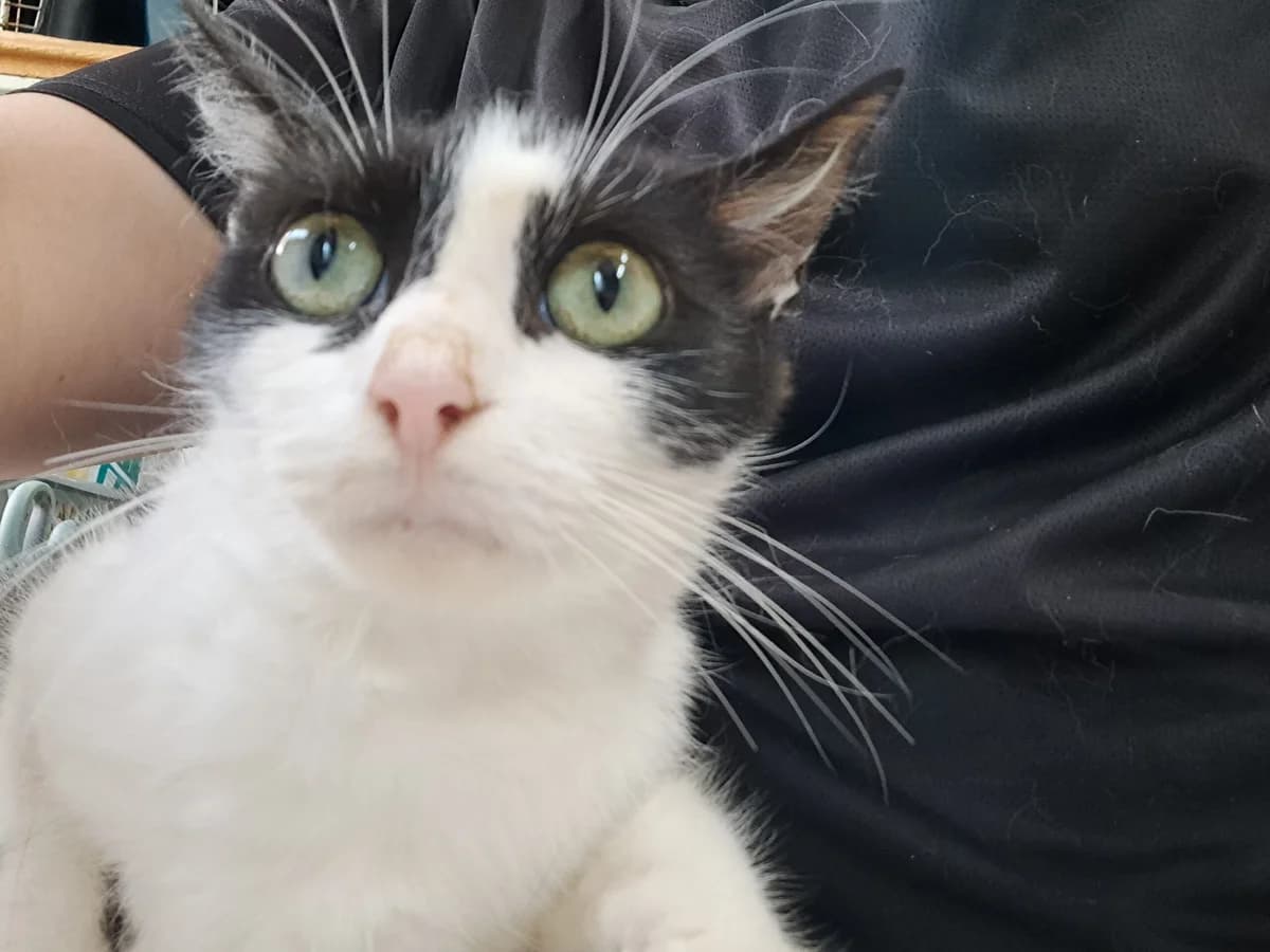 Pitchoune, female European Shorthair for adoption at SPA de l