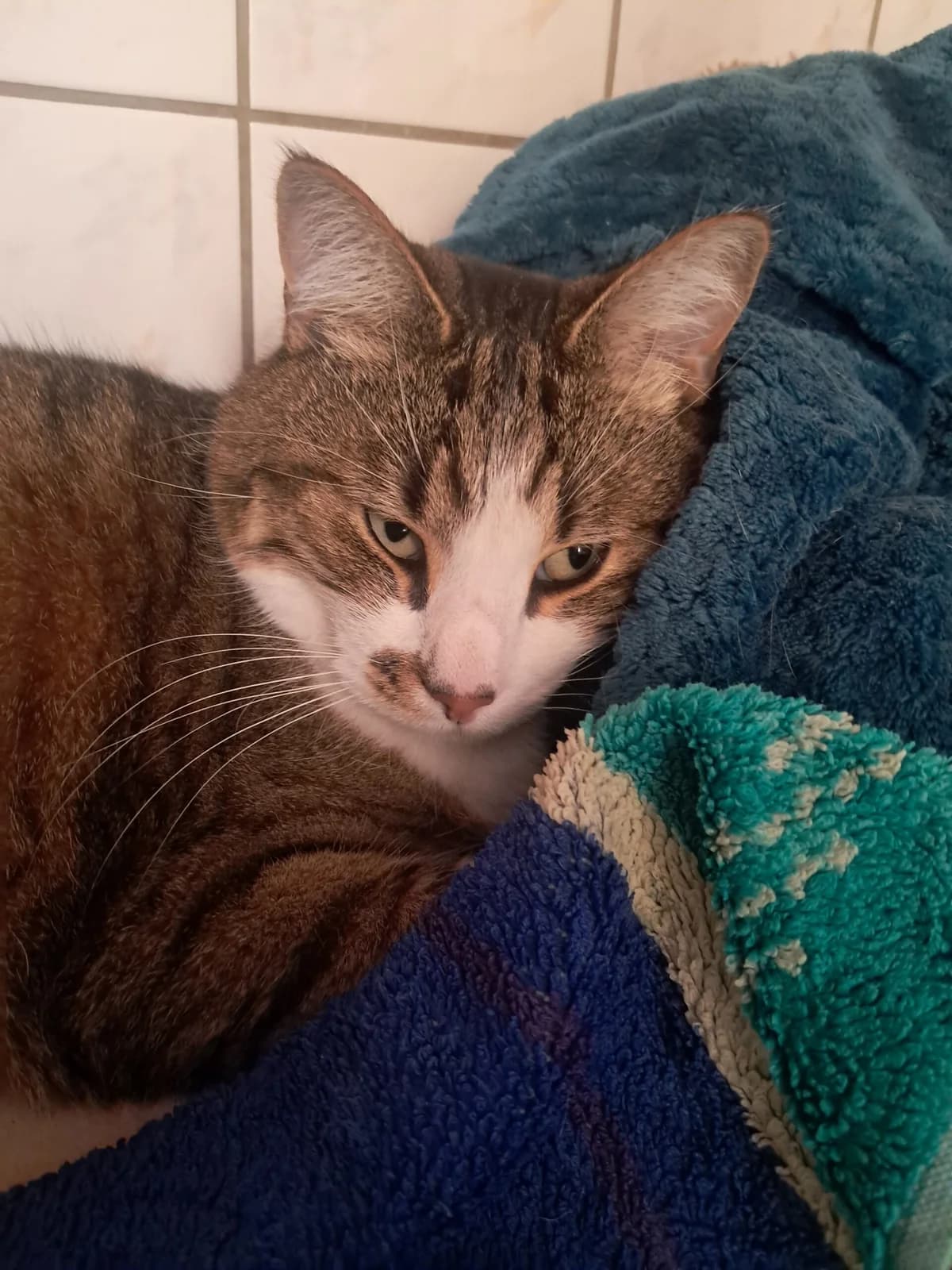 Amour, male European Shorthair for adoption at SPA de l