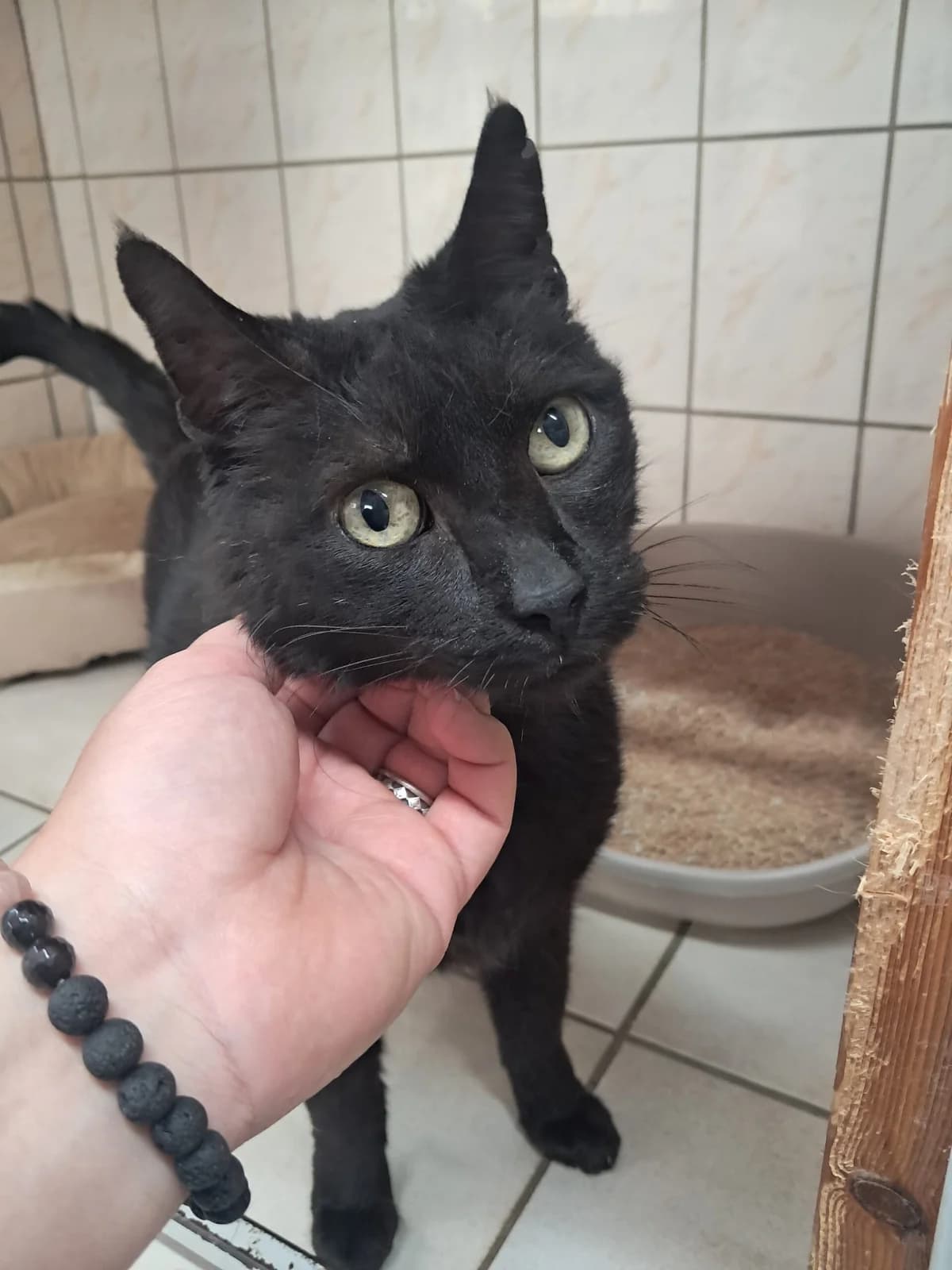 Negus, male European Shorthair for adoption at SPA de l