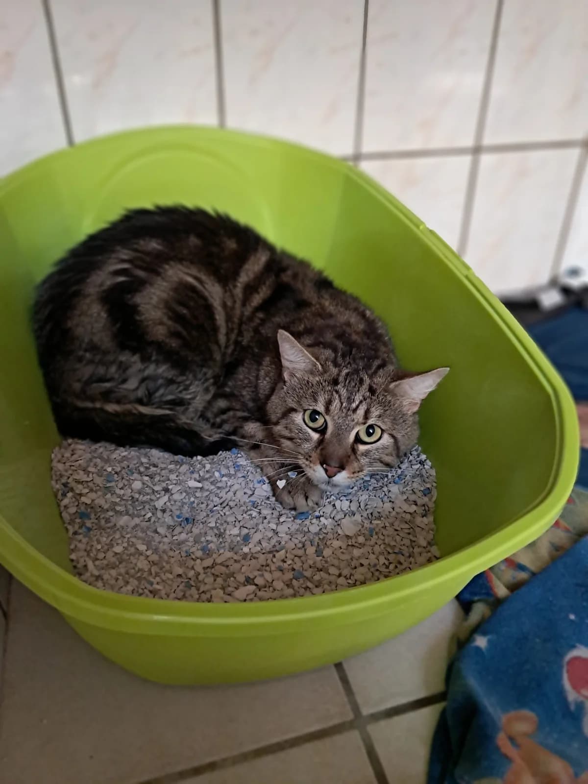 Simba, male European Shorthair for adoption at SPA de l