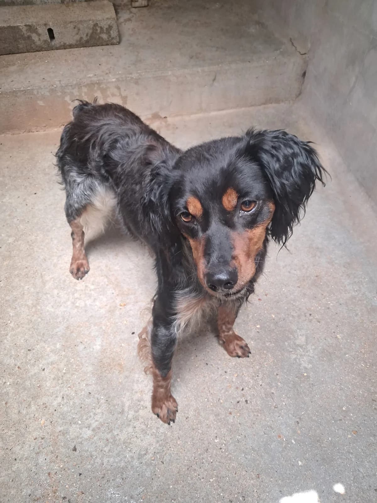 Trévor, male Brittany Spaniel for adoption at SPA de l