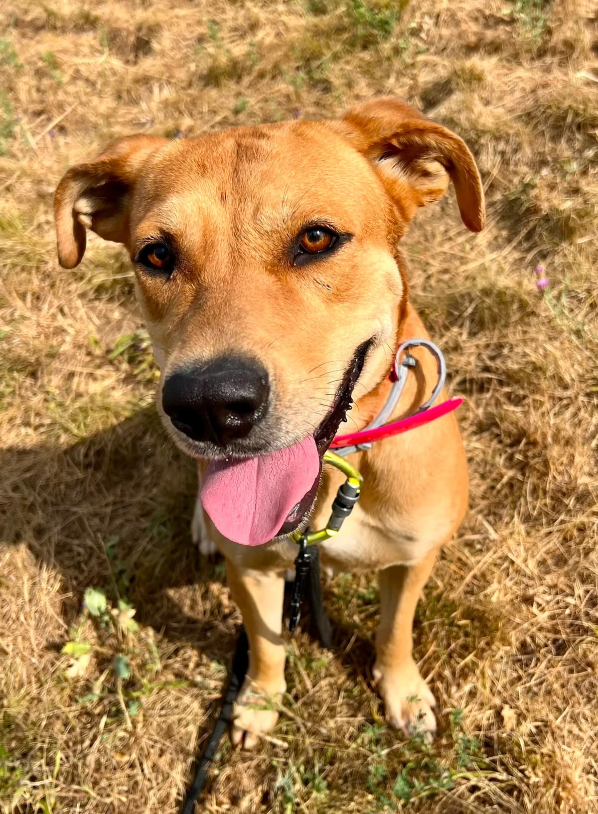 Goutchy, female Labrador Retriever for adoption at SPA de l
