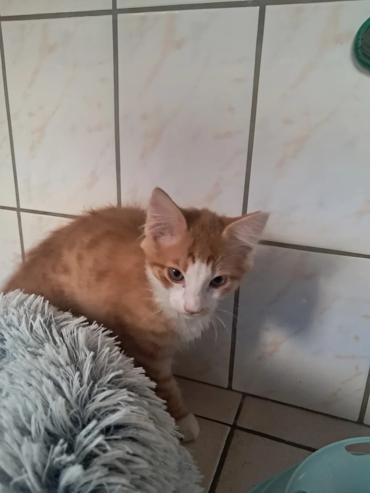 Pif, male European Shorthair for adoption at SPA de l