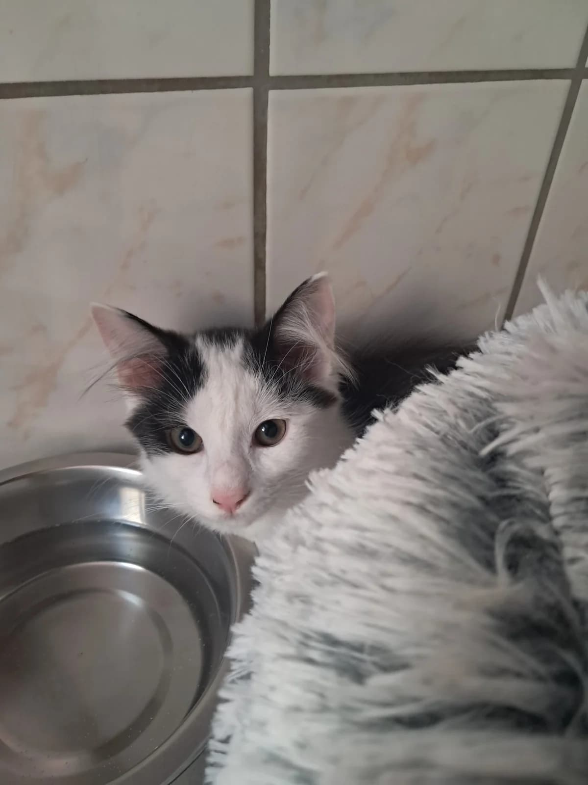 Paf, female European Shorthair for adoption at SPA de l