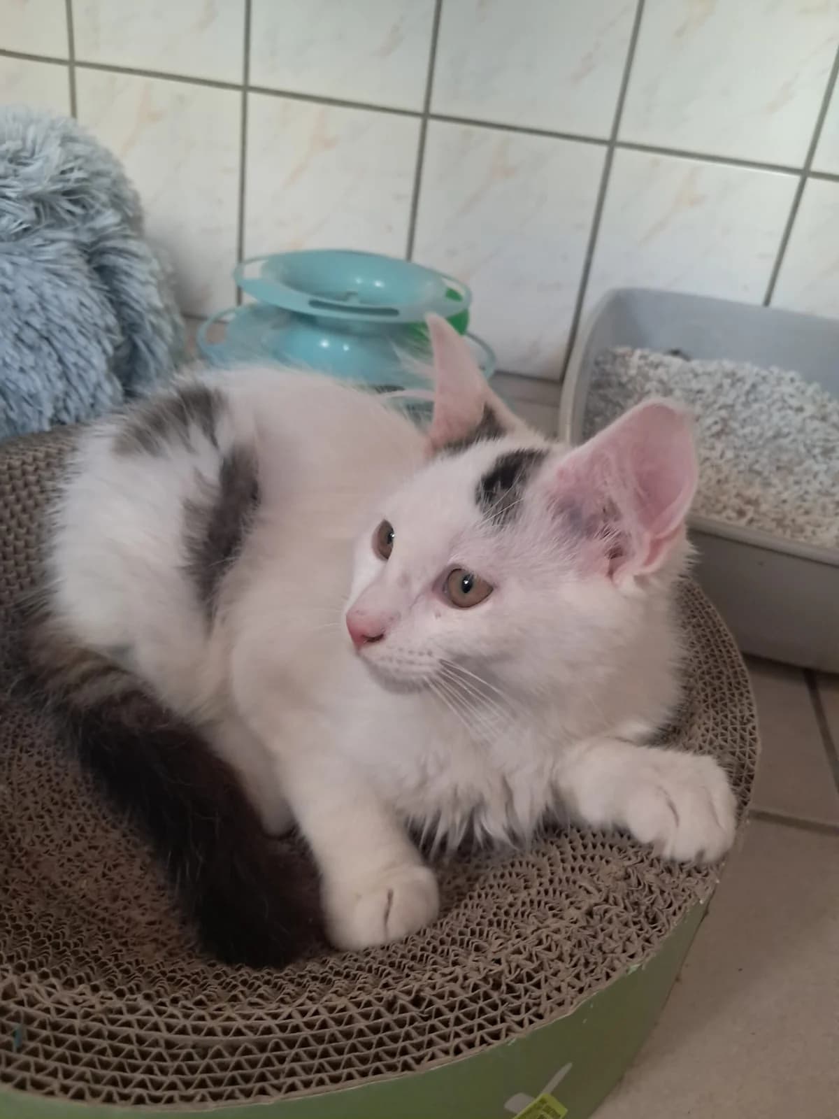 Pouf, male European Shorthair for adoption at SPA de l