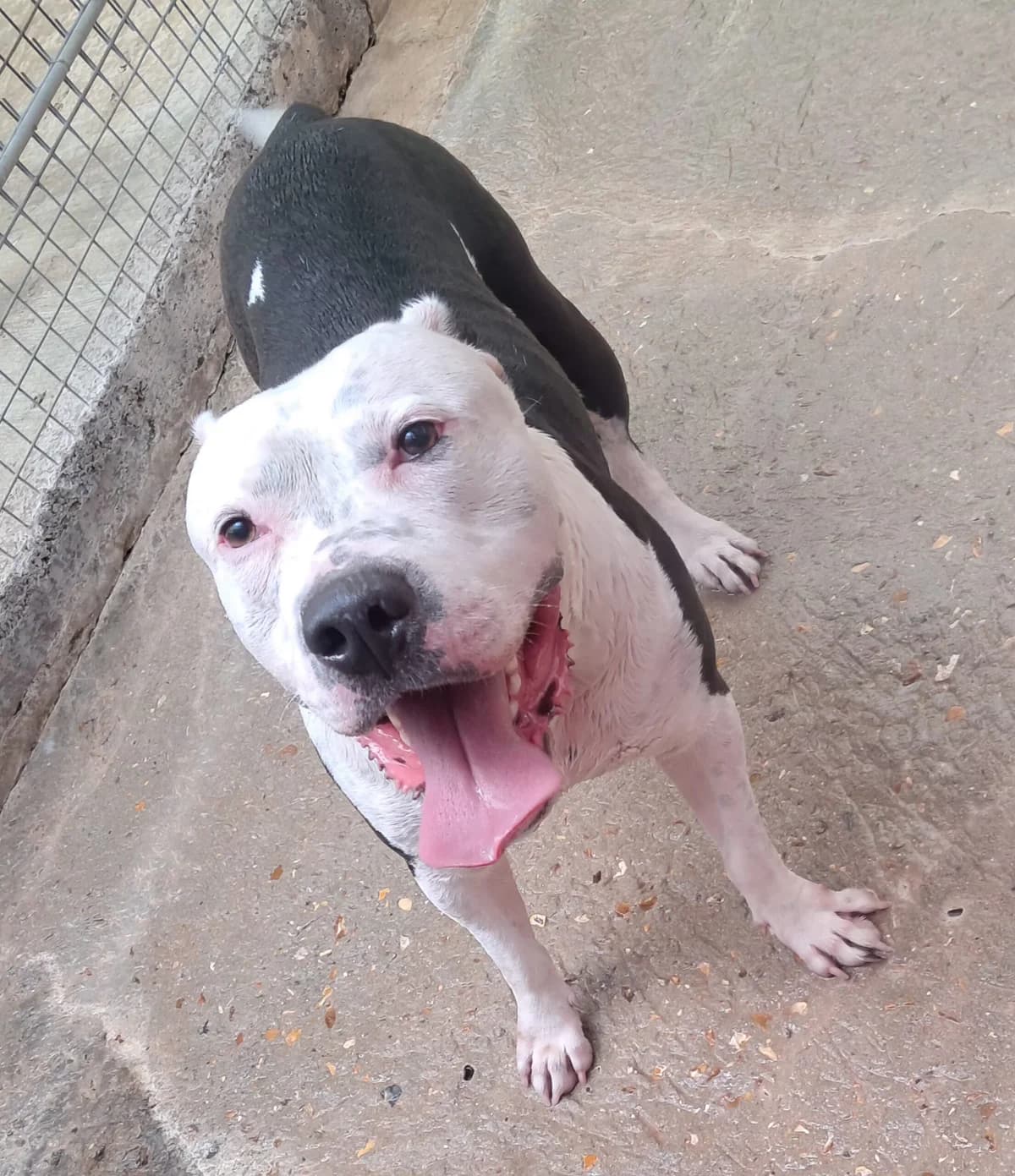 Boyka, male mixed breed for adoption at SPA de l