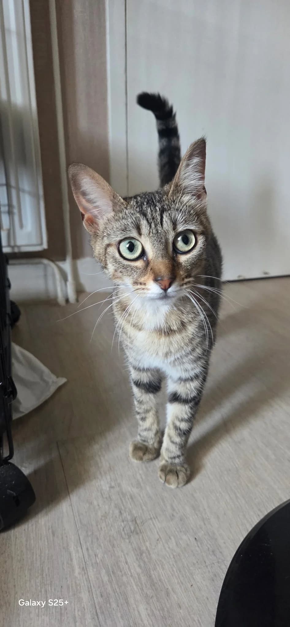 Hibiscus 🌺, female European Shorthair for adoption at SPA de l