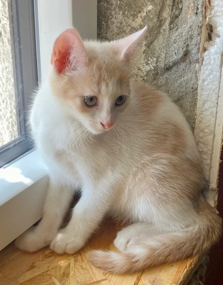 Nova, female European Shorthair for adoption at SPA de l
