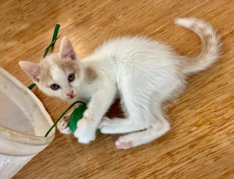 Sirius, male European Shorthair for adoption at SPA de l