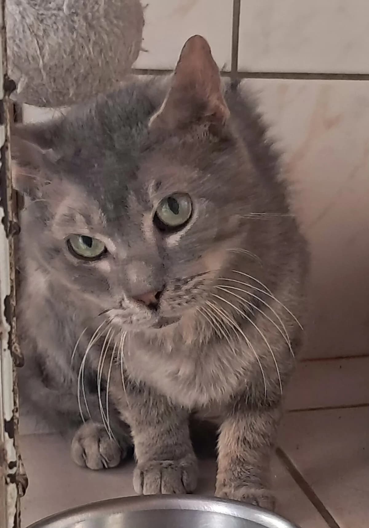 Golum, male European Shorthair for adoption at SPA de l