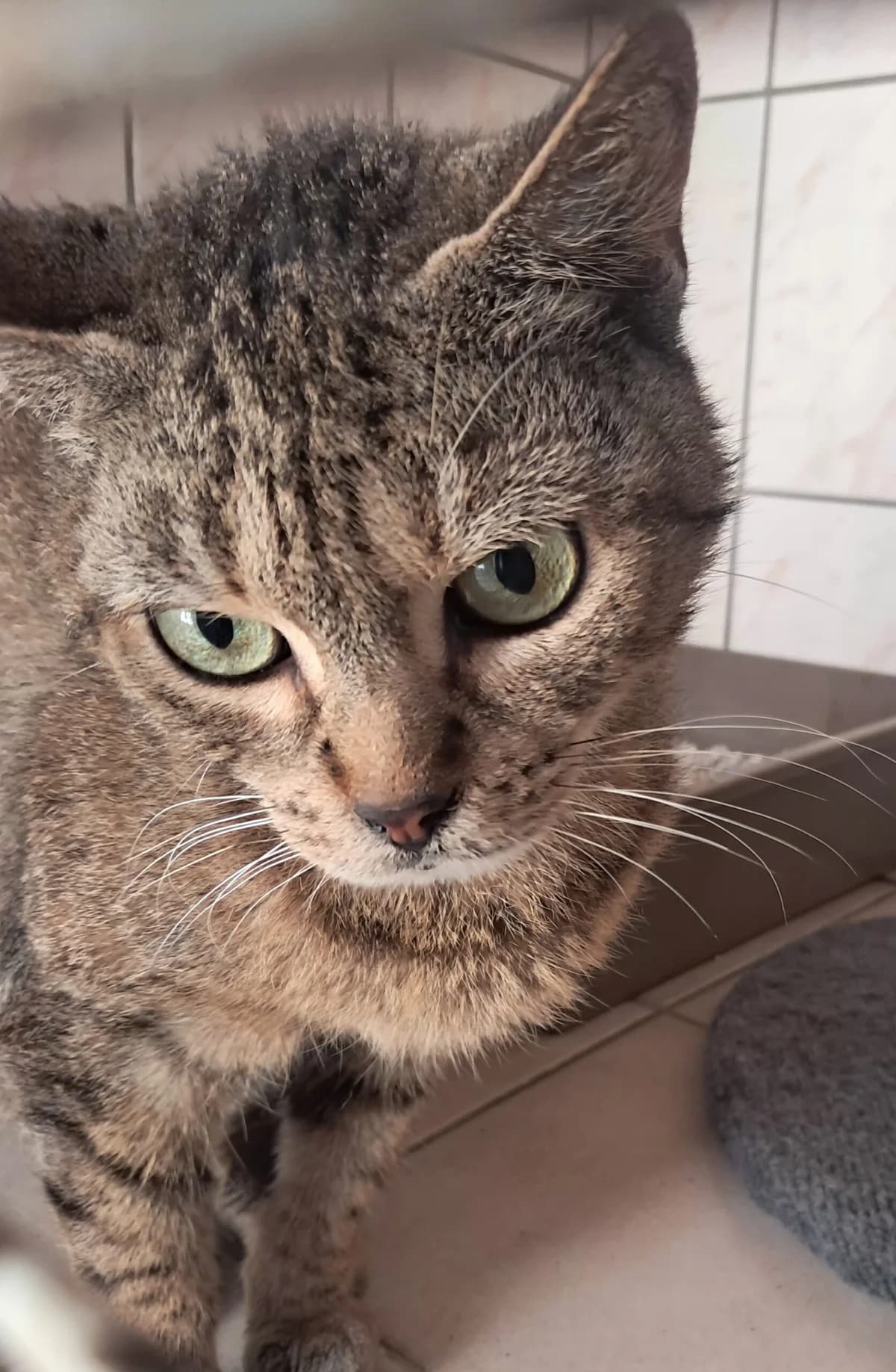 Éowyn, female European Shorthair for adoption at SPA de l