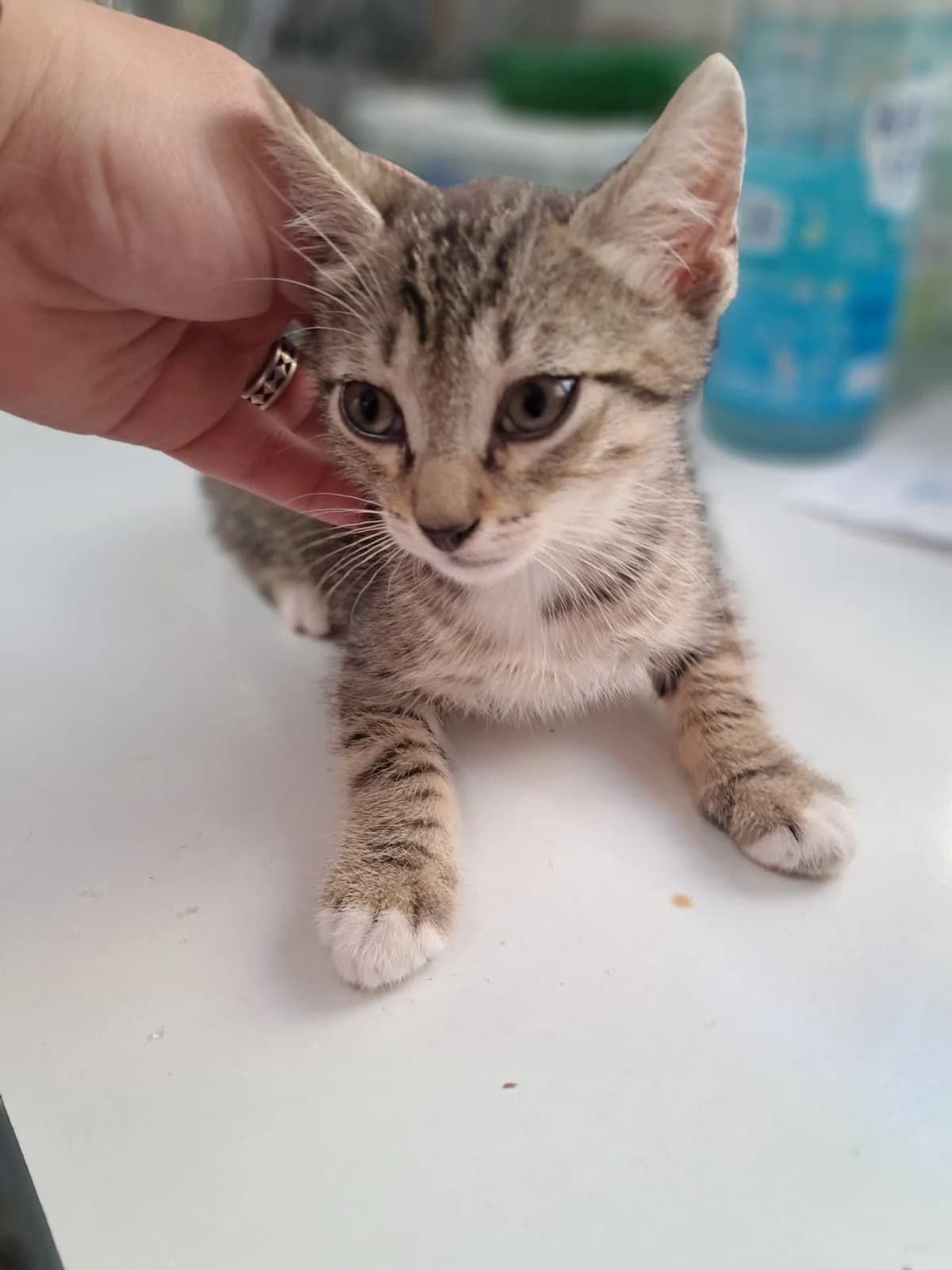 Figaro, male European Shorthair for adoption at SPA de l