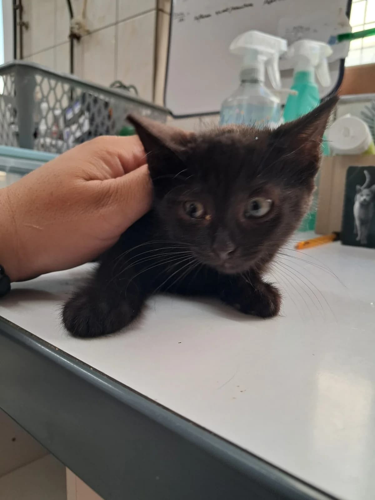 Chipie, female European Shorthair for adoption at SPA de l